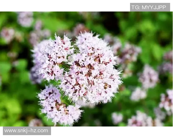 深入解析5人制足球比赛规则及其对比赛策略的影响